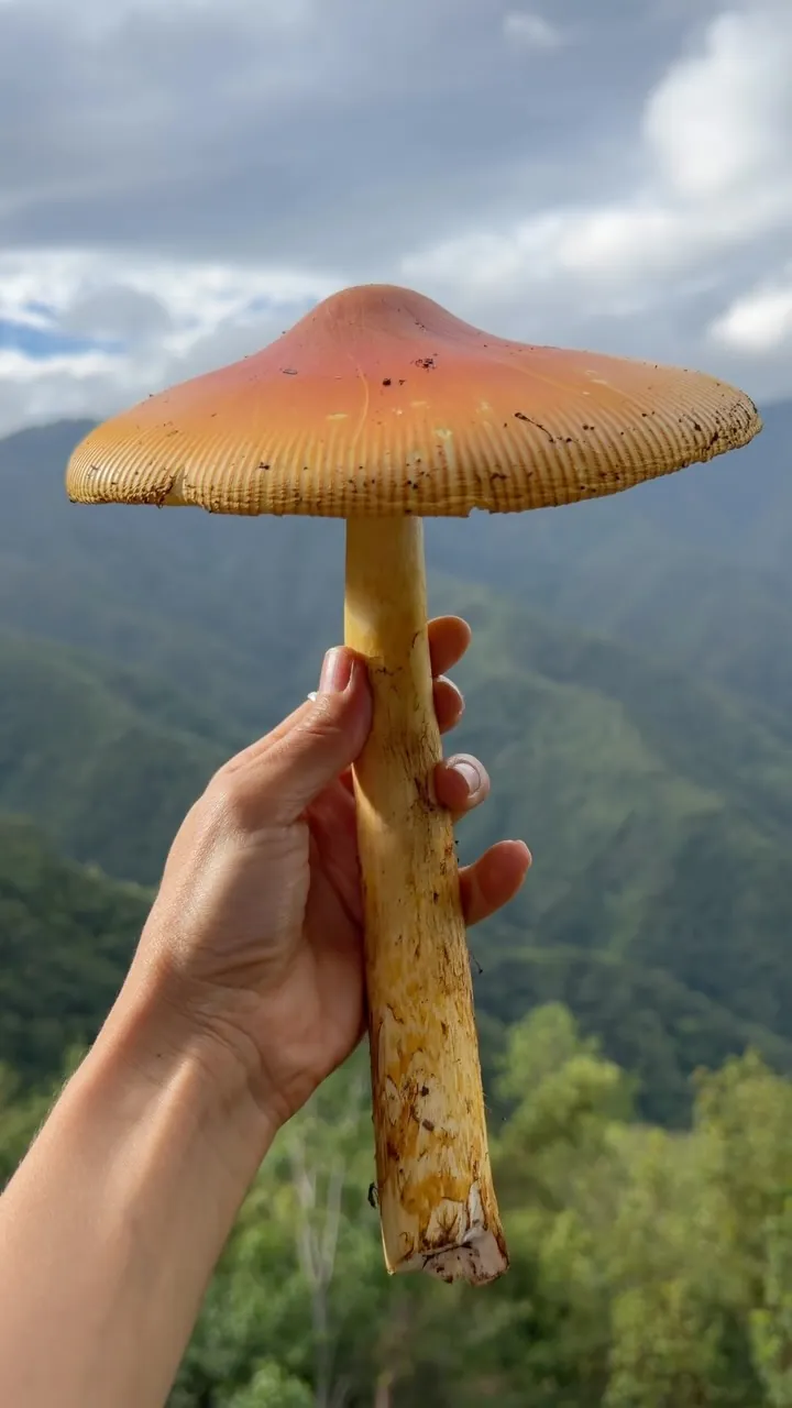 Una mano sostiene un hongo embellupe naranja frente a la sierra.