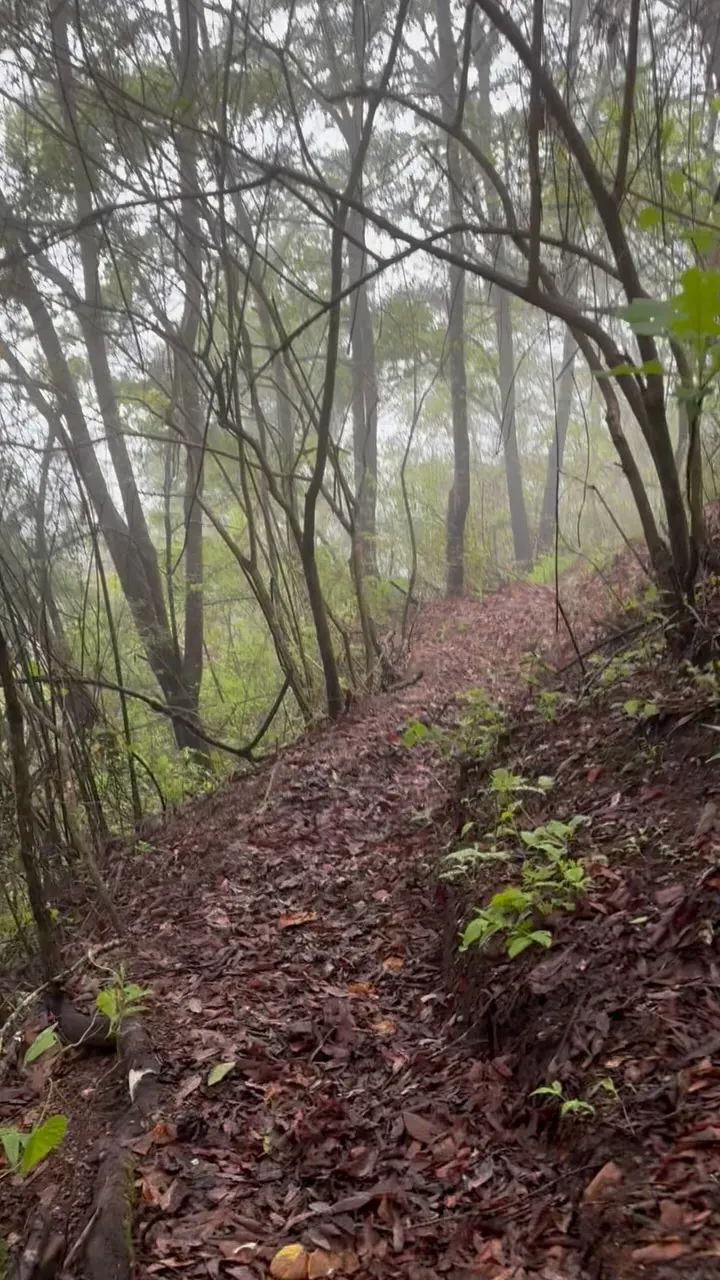 Sendero de tierra entre árboles cubiertos de musgo y niebla.