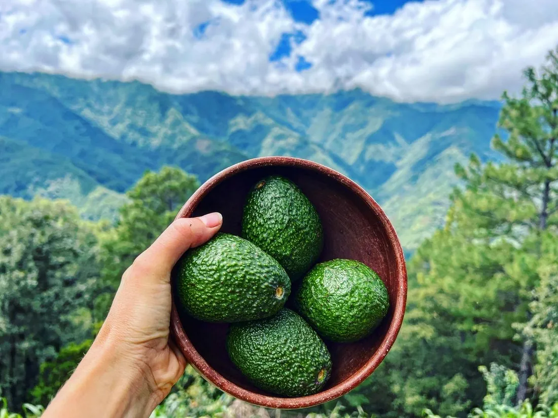 Aguacates en un cuenco de barro frente a la sierra.