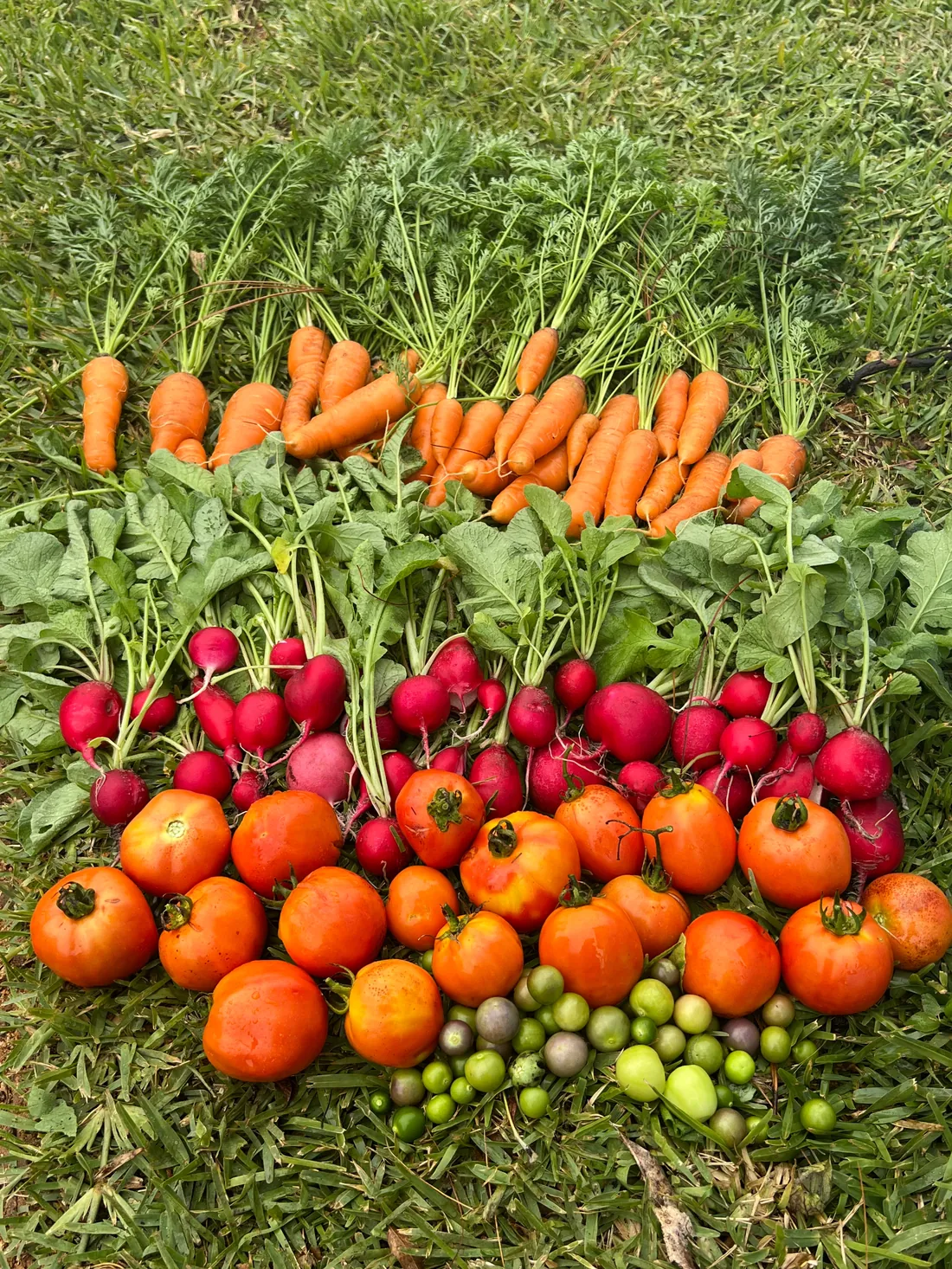 Tomates, rábanos y zanahorias del huerto sobre el pasto.