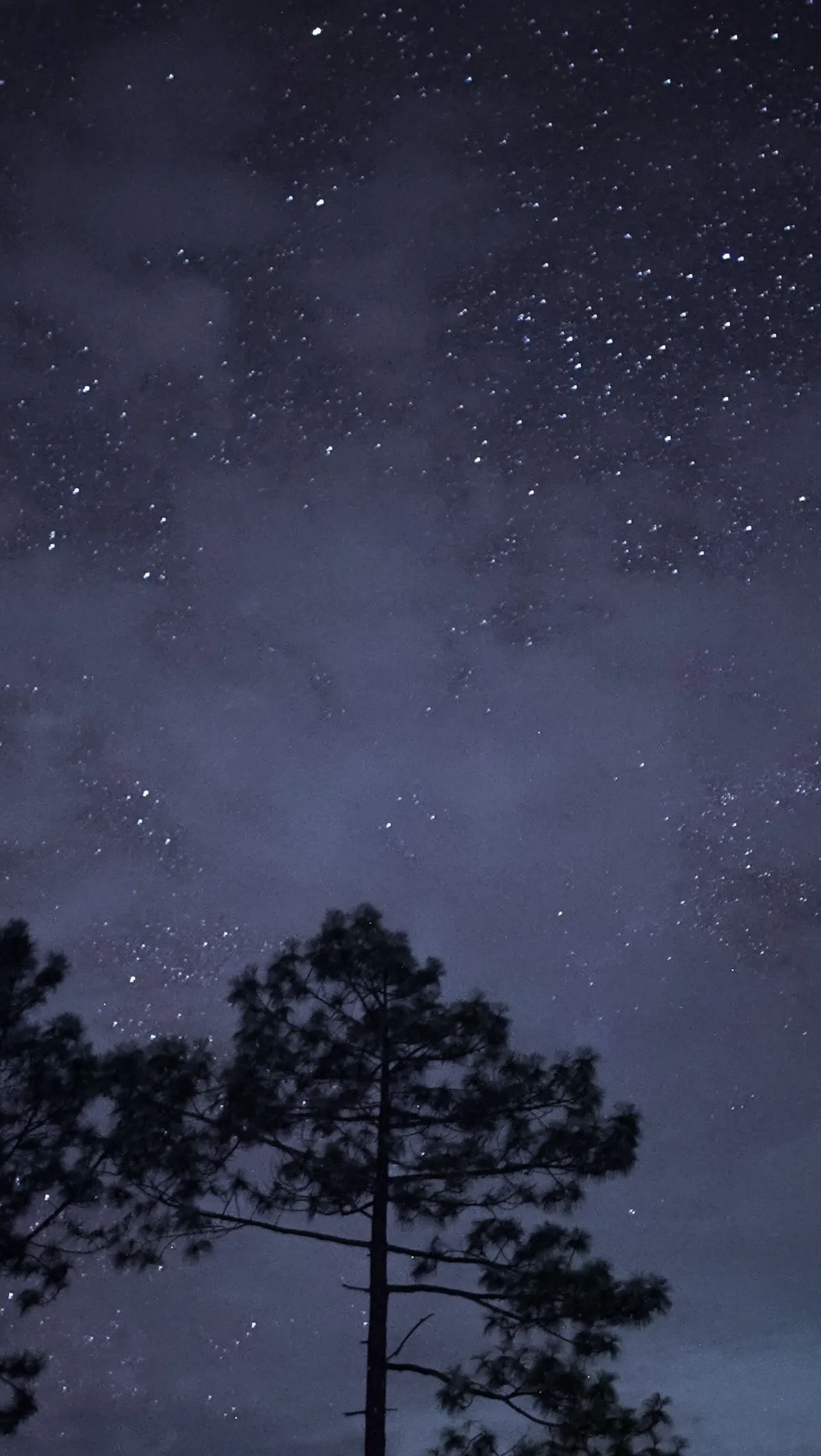 Cielo lleno de estrellas sobre la silueta de un pino.
