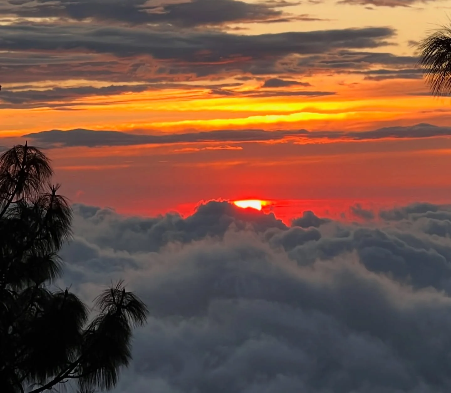 El sol se pone sobre un mar de nubes; un pino en silueta a la izquierda.